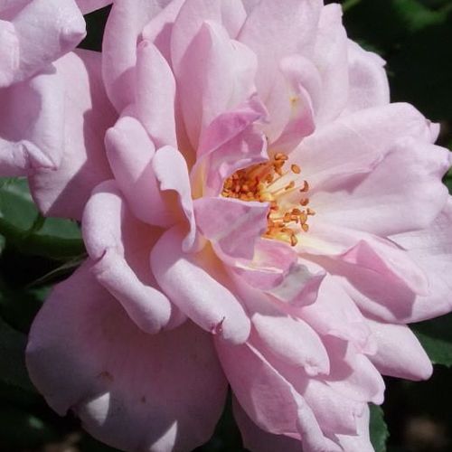 Roze paars - Rozen - Dream Lover - 